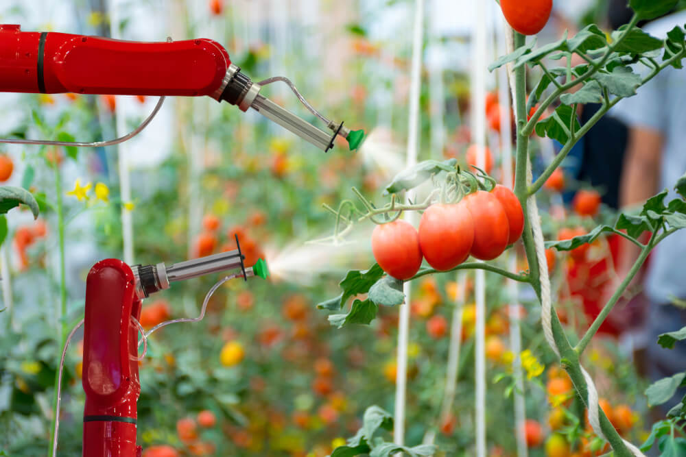 Robot spryskujący pomidorki w szklarni.